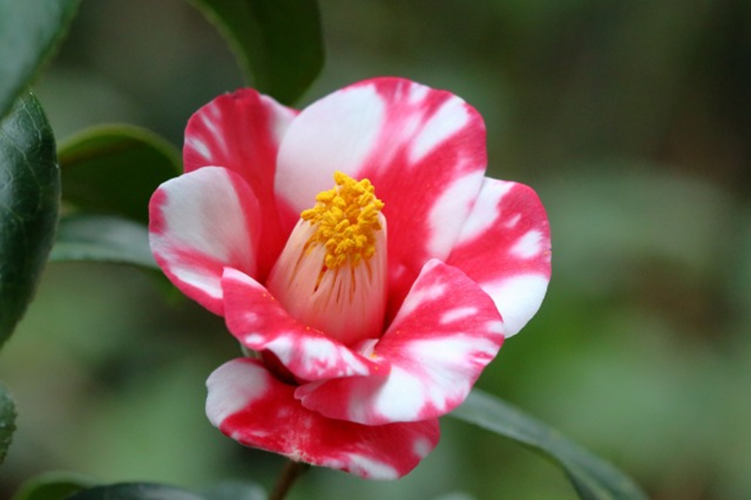 【32999円→13499円】少女椿　限定500部版　著名印ナンバー入り Span Art Gallery / 丸尾末広 少女椿 クリアファイル